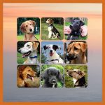 Dog Rescue Greece - Honden ter Adoptie