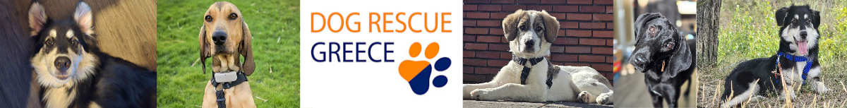 Dog Rescue Greece