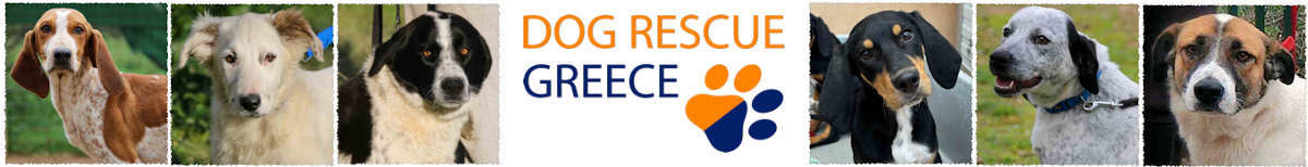 Dog Rescue Greece Dog Rescue Greece